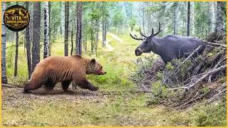Miniature : Les attaques de grizzlis les plus mortelles filmées par caméra | Animaux sauvages