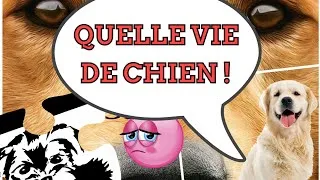 Miniature : [QUELLE  VIE DE CHIEN] #1 PRESENTATION DES LOULOUS