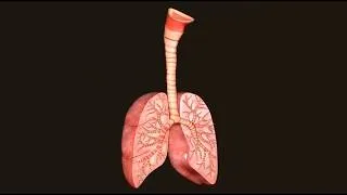 Miniature : L’asthme : Mieux comprendre sa maladie pour mieux se soigner | Clinique du Val d’Or – Vivalto Santé