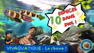 Miniature : TOP 10 des poissons de mon aquarium 240L – Cohabitation, astuces & présentation !