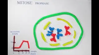 Miniature : Le cycle cellulaire - Ep3 S01 - Par Marion et Caroline