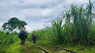 Miniature : Une journée aux Philippines