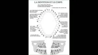 Miniature : DENTS , parodonte et santé globale
