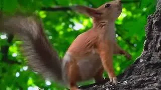 Miniature : Musique pour Étudier et se Concentrer - Piano Doux, Bruit de l'Eau et Oiseaux