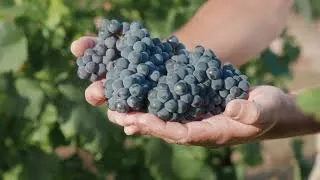 Miniature : Voix off Vidéo Corporate Coopérative Agricole