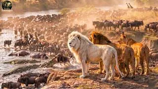 Miniature : MASAI MARA WILD FÉROCE - La Guerre Brutale du Destin Sacrifié du Fleuve | Animaux sauvages