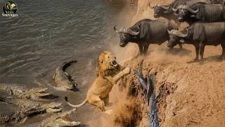 Miniature : LION vs BUFFLE – La Bataille la Plus Mortelle du Royaume Sauvage #animauxsauvages | animaux sauvages