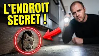 Miniature : Souris en cuisine : l'endroit secret où elles passent