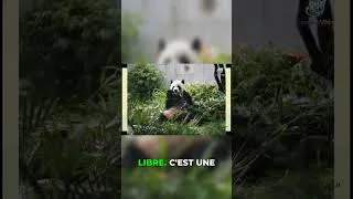 Miniature : Macao : Un secret inattendu pour les amoureux des pandas