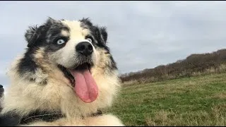 Miniature : On teste une laisse de cani-randonnée !