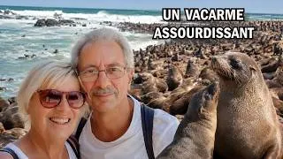 Miniature : 200 000 otaries face à l'Atlantique | Namibie 4K