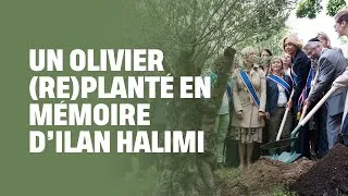Miniature : On a replanté un olivier en mémoire d'Ilan Halimi, tué parce que juif.