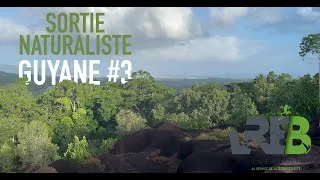 Miniature : Sortie naturaliste en Guyane #3 2025