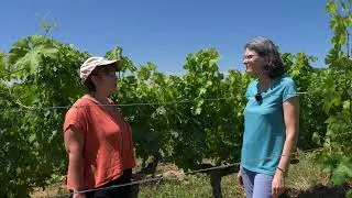 Miniature : À la recherche d’une solution biologique pour lutter contre la tordeuse de la vigne