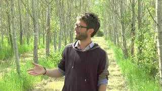Miniature : La biomasse de peuplier, source d'énergie renouvelable ?