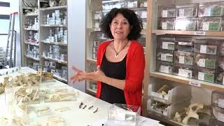 Miniature : Volailles d'hier et d'aujourd'hui : le patrimoine au service d'un éleveur durable