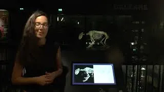 Miniature : Muséums, dialogue Sciences et société 2/2