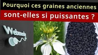 Miniature : Les bienfaits de la Nigella Sativa pour la santé