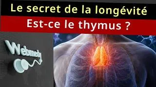 Miniature : Votre thymus peut-il vous aider à vivre plus longtemps ?