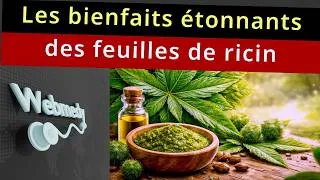 Miniature : Les 10 principaux bienfaits des feuilles de ricin pour la santé