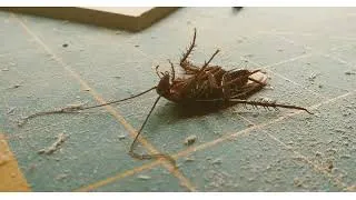 Miniature : Insecticide cafards professionnel pour éliminer les nuisibles - 10 pcs