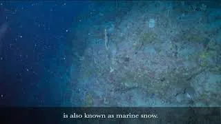 Miniature : Qu'est ce que la neige marine ?