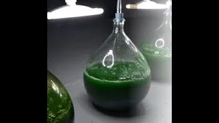 Miniature : Les secrets de la spiruline