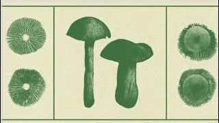 Miniature : Psychédéliques, microdosage, psilocybine:la science et le vécu, avec le thérapeute Christophe Terral