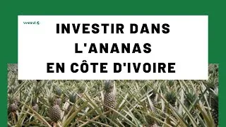 Miniature : INVESTIR DANS L'ANANAS EN CÔTE D'IVOIRE