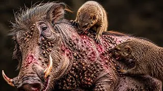 Miniature : A Tiny Hero Saved a Warthog 🐗 | Emotional Animal Story 