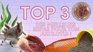 Miniature : TOP 3 DES MEILLEURS REPAS POUR TES AXOLOTLS