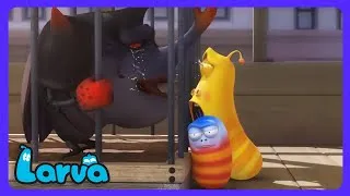 Miniature : Larva - Sauvetage impossible pour Black ? 😱 | Dessins Animés | WildBrain Enfants
