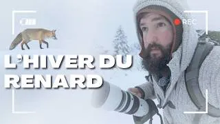 Miniature : L'HIVER DU RENARD - PHOTOGRAPHIE ANIMALIÈRE