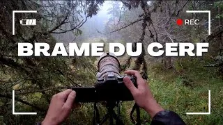 Miniature : SOUVENIR D'UN BRAME - PHOTOGRAPHIE ANIMALIÈRE (Insta360 SHOT)