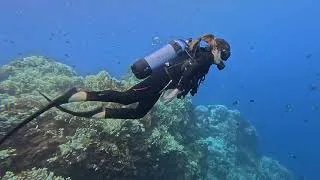 Miniature : Massacre de requins à La Réunion : le doc événement d’Ushuaïa TV 🦈 🌊