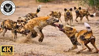 Miniature : Une terre impitoyable: Une meute de lycaons traque les intrus #Documentaireanimalier