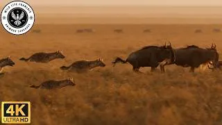 Miniature : La puissance des hyènes dans les prairies #Documentaireanimalier | Wild Life Français