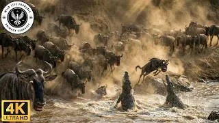 Miniature : Un troupeau de gnous se jette des falaises du Mara pour survivre #Documentaireanimalier