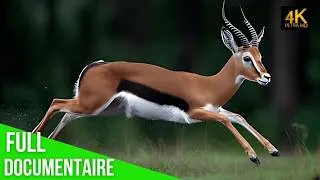 Miniature : Gazelle Histoire de Survie au Bord du Territoire des Prédateurs