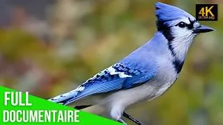 Miniature : Blue Jay Histoire de Survie et Courage dans le Ciel Sauvage