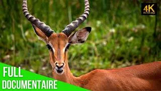 Miniature : Antelope Histoire de Survie dans la Vie Sauvage et la Peur