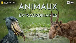 Miniature : ANIMAUX EXTRAORDINAIRES - Les Adaptations Les Plus Bizarres de la Nature | Documentaire Animalier