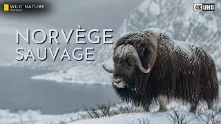 Miniature : COMMENT LES ANIMAUX SURVIVENT À L'HIVER IMPLACABLE DE NORVÈGE | Documentaire Animalier