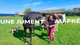 Miniature : Arrivée d'une nouvelle jument dans le troupeau ( la réaction des garçons est hilarante ! )