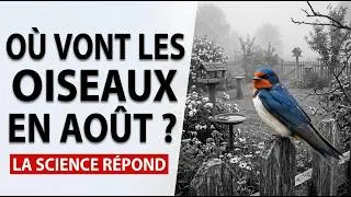 Miniature : Où vont les oiseaux en août ? La science a enfin la réponse