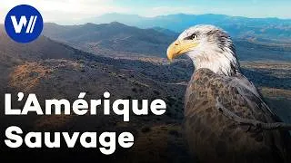 Miniature : L’Ouest Américain : sur la piste des animaux sauvages | Documentaire complet