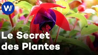 Miniature : Les plantes sont-elles intelligentes ? | Documentaire complet