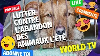 Miniature : STOP A L'ABANDON DES ANIMAUX / Actualités & Avis WORLD TV