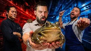 Miniature : QUI SERA LE MEILLEUR DE MES CUISINIERS ? (Cuisses de grenouille)