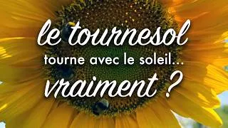 Miniature : Pourquoi ma fleur de tournesol ne tourne-t-elle pas ?